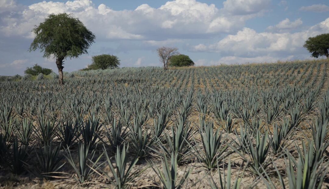 Guanajuato es Tierra del tequila