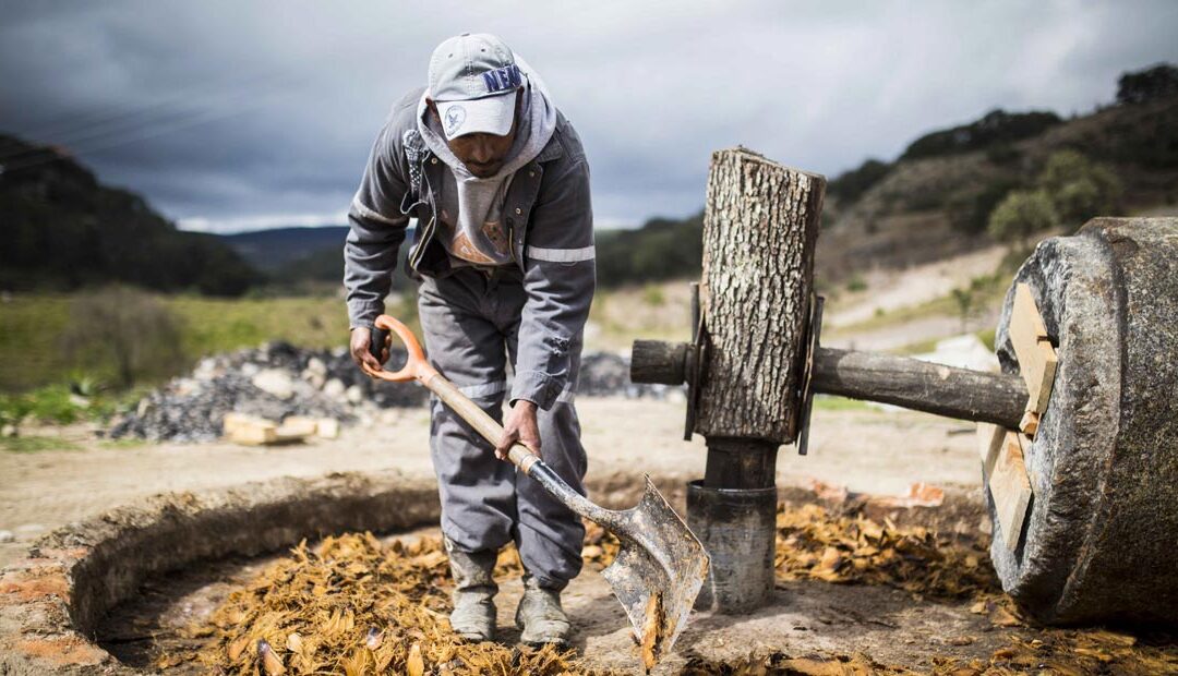 Prueba el mezcal artesanal hecho en Guanajuato