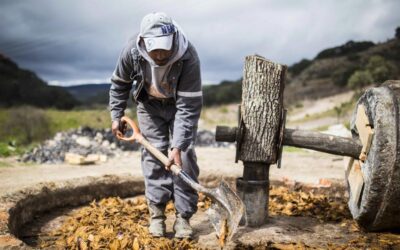 Prueba el mezcal artesanal hecho en Guanajuato