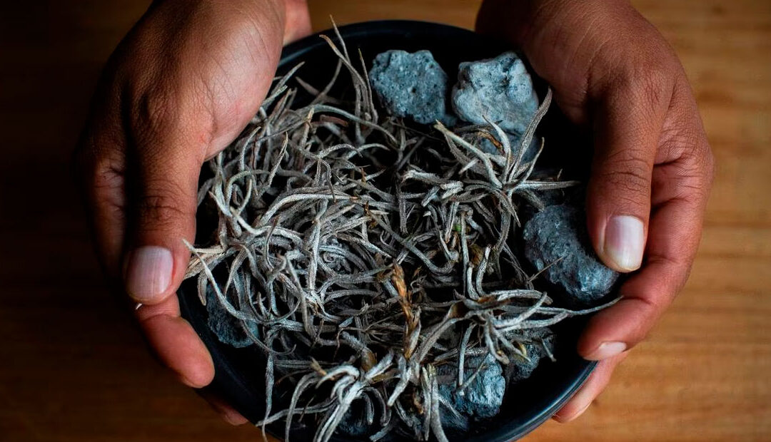 Descubren nueva especie de planta en el Jardín Botánico del Charco del Ingenio en San Miguel de Allende🌿 🌺