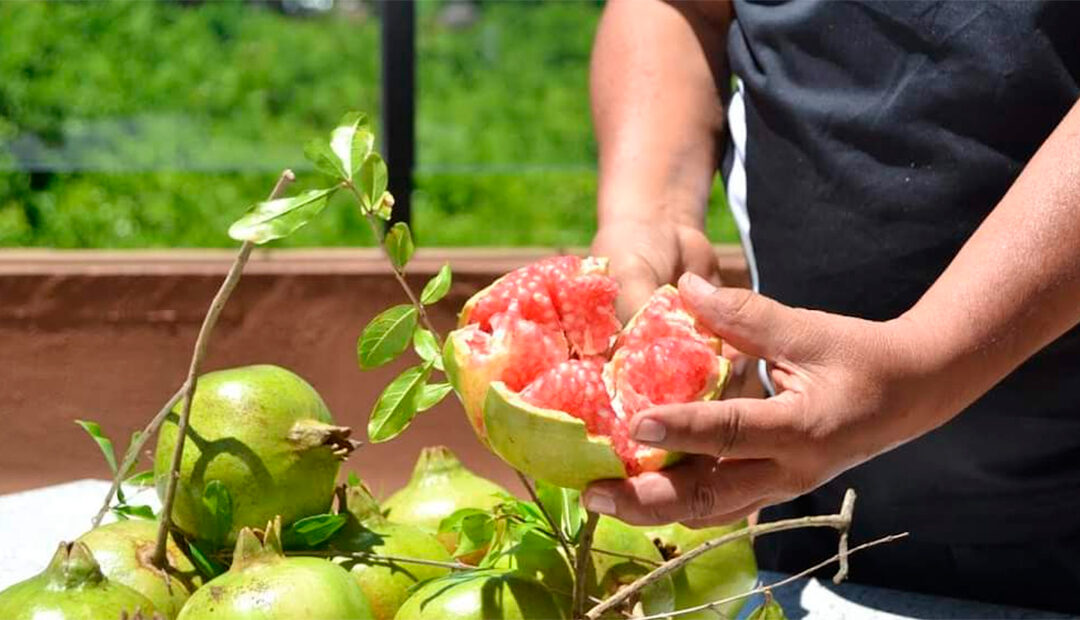 Octava Feria de la Granada y la Pitahaya en Apaseo el Alto: del 23 al 25 de agosto