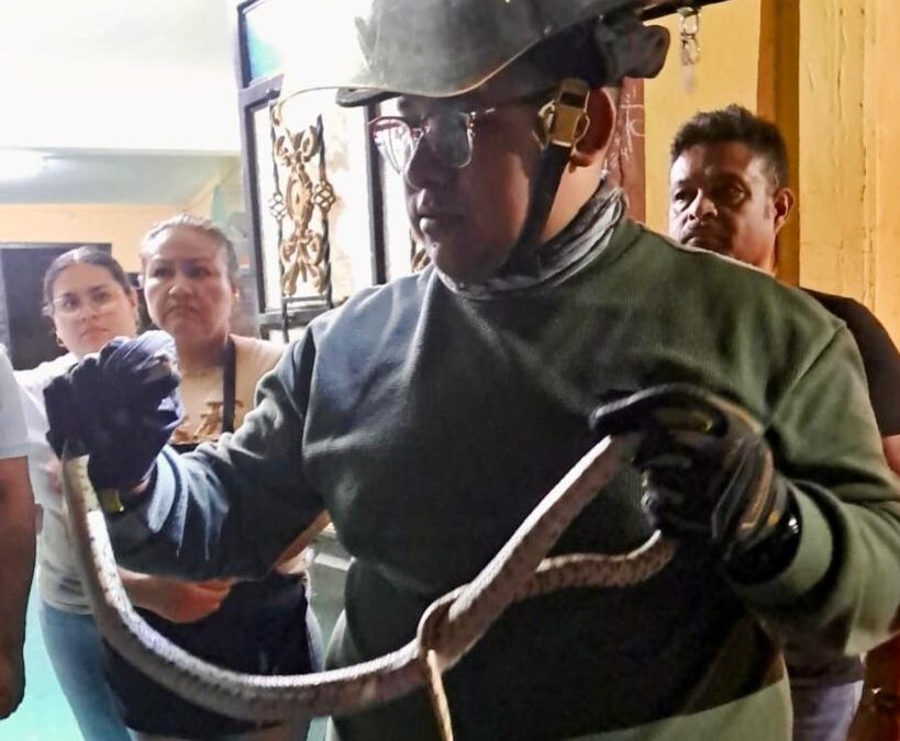 Brinda Protección Civil apoyo para rescatar a serpiente