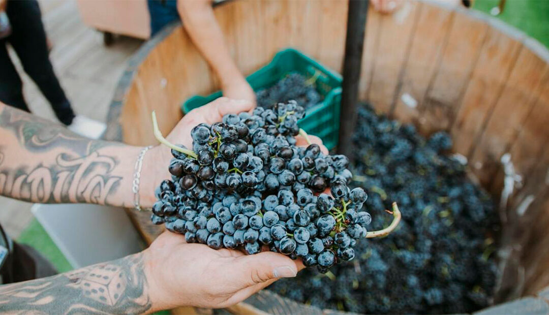 Guanajuato brinda al mundo: Fiestas de la Vendimia 2025 celebran vino🍷, sabor y tradición