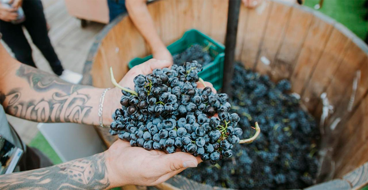 Guanajuato brinda al mundo: Fiestas de la Vendimia 2025 celebran vino