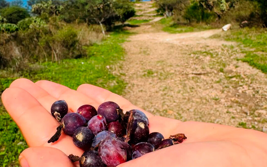 🍇 El Garambullo: El tesoro morado de Guanajuato que enamora a los viajeros