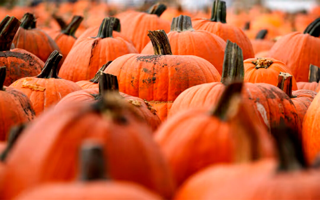 Regresa el Festival de Calabazas al Parque Guanajuato Bicentenario
