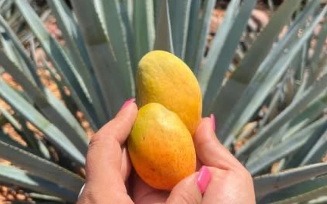 Festival del Mango 2026 llenará de sabor, tradición y naturaleza a Magallanes, Pénjamo