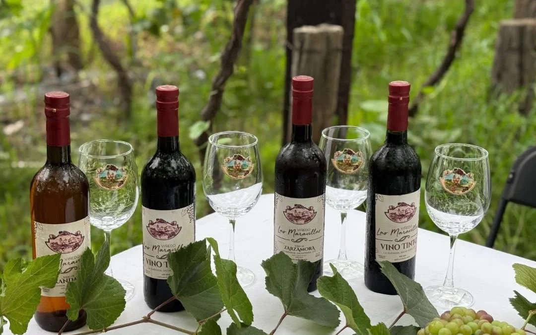 Festival de la Vendimia en Salvatierra: vino, tradición y cultura se unen en Viñedo Las Maravillas