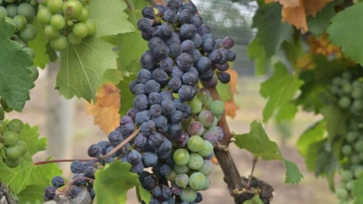 vino
