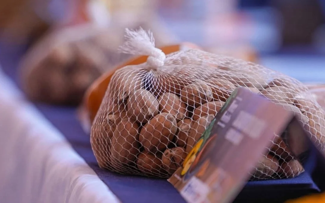 Jalpa de Cánovas se prepara para celebrar la 8.ª Feria Gastronómica de la Nuez y el Membrillo
